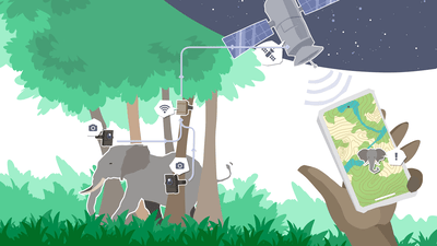 AI for Wildlife Conservation: Camera Traps That Identify Poachers Automatically