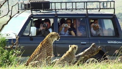 The Dark Side of Ecotourism: When 'Green Travel' Harms Wildlife Habitats