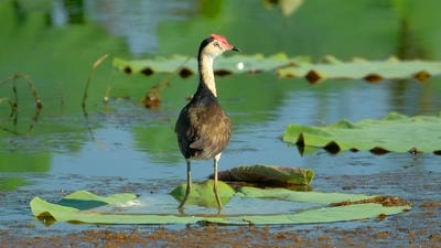 The Hidden Crisis: Why Freshwater Species Are Disappearing Twice as Fast